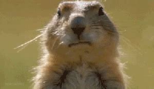 Funny-animal GIFs - Get the best GIF on GIPHY