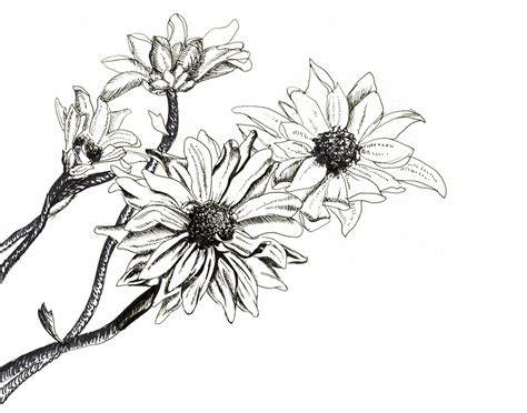 Flowers Pencil Drawing at GetDrawings | Free download