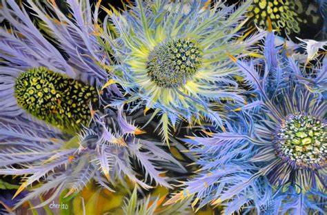 Thistle Flowers – OC Art & Culture Guide