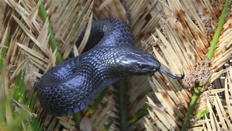 20 threatened eastern indigo snakes released in Florida