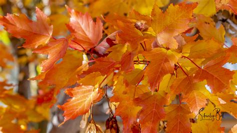 Manitoba Maple Leaves in Glorious Autumn Colour - STANLEY BELL PHOTOGRAPHY