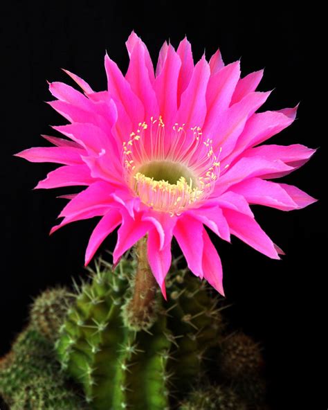 Cactus Flower - Learn About Nature