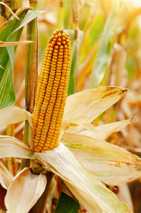 Dry corn cob on stalks authentic view on corn field autumn time Stock ...