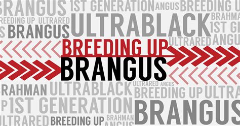 Breeding Up: BRANGUS - International Brangus Breeders Association (IBBA)