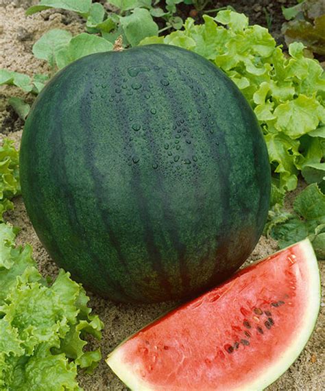 Florida Giant Watermelon - Victory Seeds® – Victory Seed Company