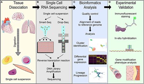 Frontiers | Single Cell Analysis in Vascular Biology