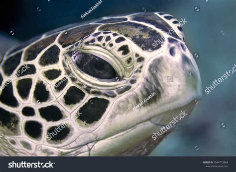 8,538 Sea turtle head Images, Stock Photos & Vectors | Shutterstock