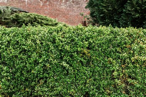 15 Best Evergreen and Flowering Shrubs for Hedges