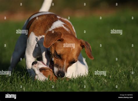 playing Jack Russell Terrier Stock Photo - Alamy