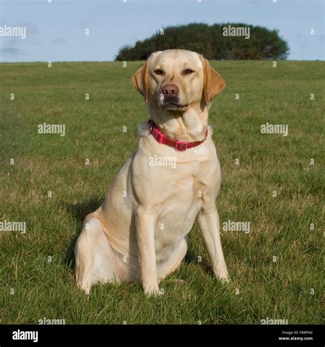 yellow labrador retriever Stock Photo - Alamy