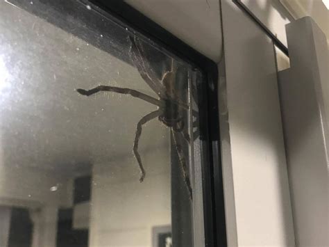 Hauntingly huge huntsman spider perches on window of Australian house ...