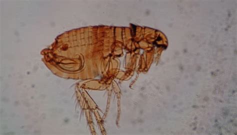 These 5 Signs Tell How Bad Flea Infestation Is