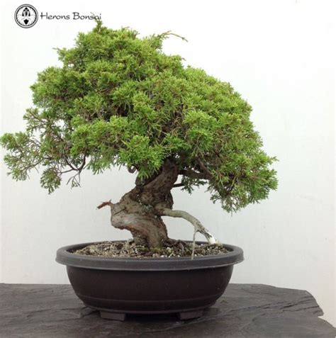 Outdoor Chinese Juniper Bonsai Tree | Herons Bonsai