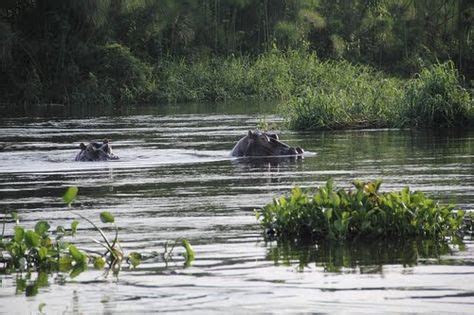 15 Nimule National Park - South Sudan ideas | park south, sudan, national parks