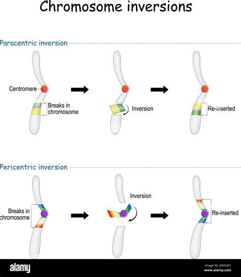 Chromosomal translocation Stock Vector Images - Alamy