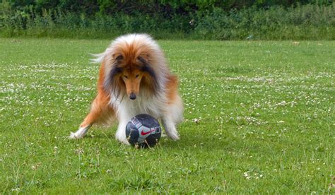 Dog Playing Soccer Free Stock Photo - Public Domain Pictures