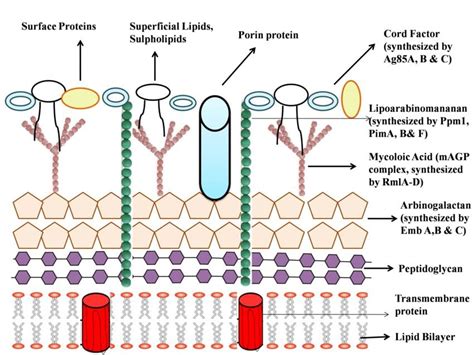 Tuberculosis Bacteria Structure