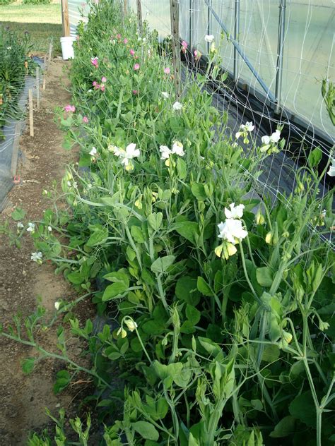 Sweet peas | Cornell High Tunnels