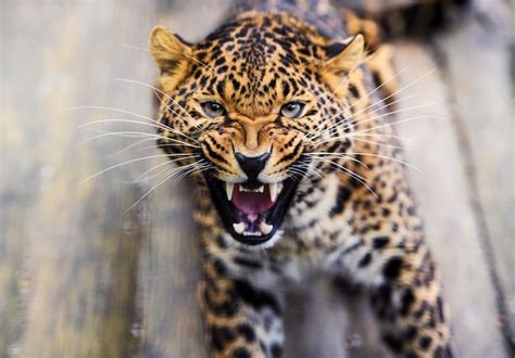 Premium Photo | Portrait of a angry roaring leopard