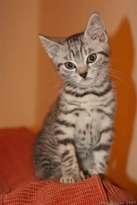 40 Pictures of Cute Silver Tabby Kittens - Tail and Fur