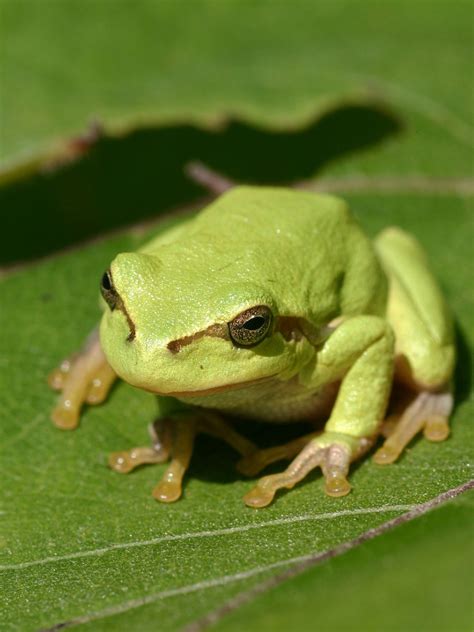 Tree frog - Wikipedia