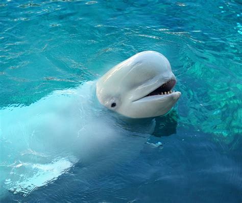 Facts About Beluga Whales For Kids | Kids Matttroy