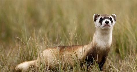 Black-footed ferrets to return to former Wyoming stronghold