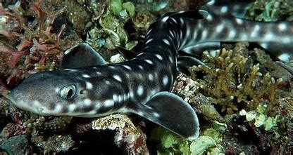 Catshark - Shark Facts For Kids