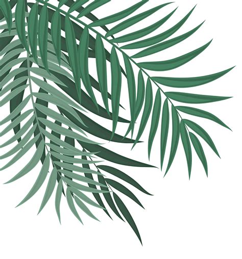 Palm Leaves Background Vector Art, Icons, and Graphics for Free Download