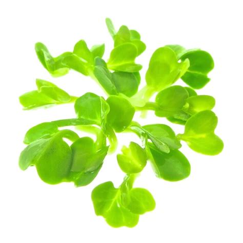 Organic Daikon Radish for sprouts or microgreens cultivated in the kitchen.