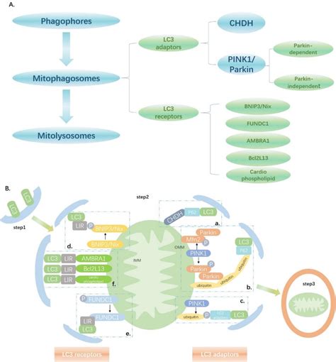 Figure 1 from Role of Mitophagy in Cardiovascular Disease | Semantic ...