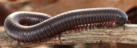 Millipede Identification In Jacksonville, FL | Lindsey Pest Services