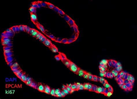 Intestinal Organoid Assays with Contract Assay Services