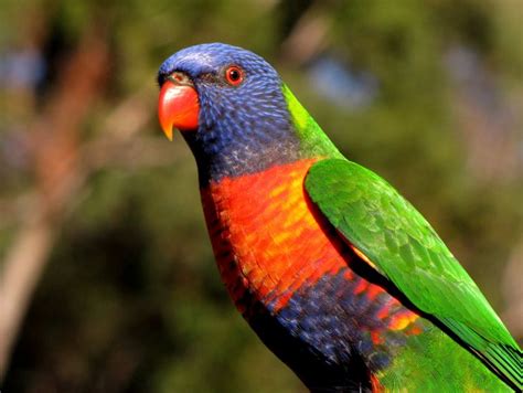 Australia's Top 10 Most Beautifully Coloured Birds | Australian ...