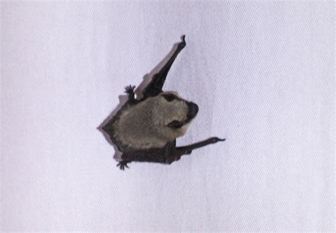 Camissonia's Critter Life List: California Myotis Bat (Myotis californicus)