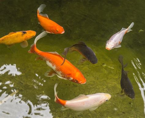 Free photo: Garden Pond, Goldfish, Fish, Water - Free Image on Pixabay - 938105