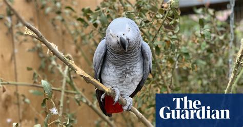 Swearing parrots separated after telling folk where to go | Birds | The Guardian