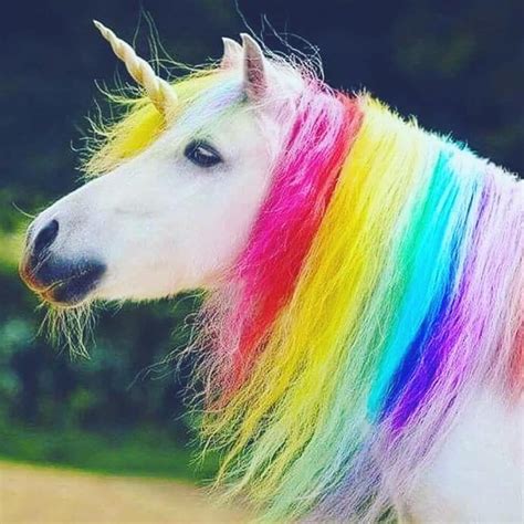 Sabrina's Unicorn World on Instagram: “OMG😍🦄IT'S SO BEAUTIFUL😍🦄🌍♥️REAL UNICORN . FOLLOW ME ...