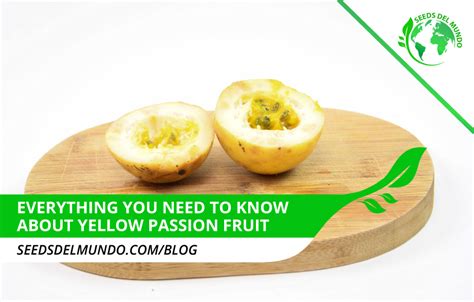 Everything to know about Yellow Passion Fruit | Seeds Del Mundo