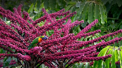 Queensland Umbrella Tree | San Diego Zoo Animals & Plants