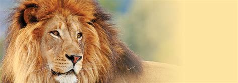 The Lion's Mane | The Institute for Creation Research