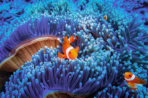 10 Ways to Protect Coral Reefs When You Travel