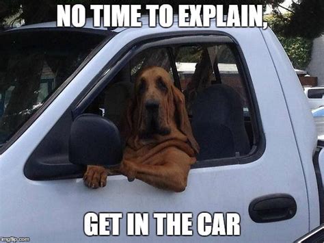 Dog driving car Memes