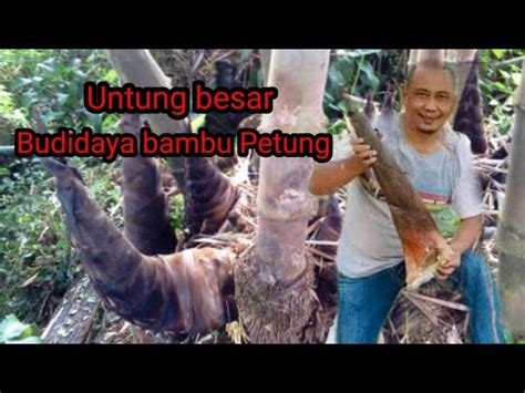 √ Manfaat dan Keunggulan Bambu Petung: Serba Guna dan Tahan Lama