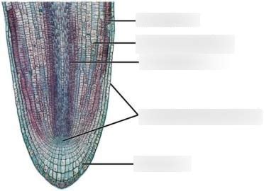 Root apical meristem Diagram | Quizlet