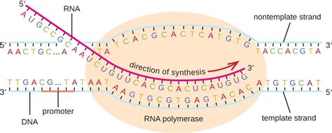 RNA Transcription | Microbiology