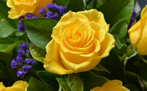 Yellow Rose in a Bouquet by lonewolf6738 - Image Abyss