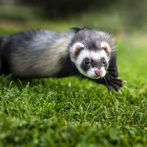 Ferret Care — Woofpurnay Veterinary Hospital | Professional ...