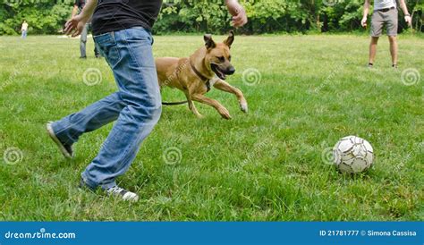 Dog Playing Football Royalty Free Stock Photography - Image: 21781777