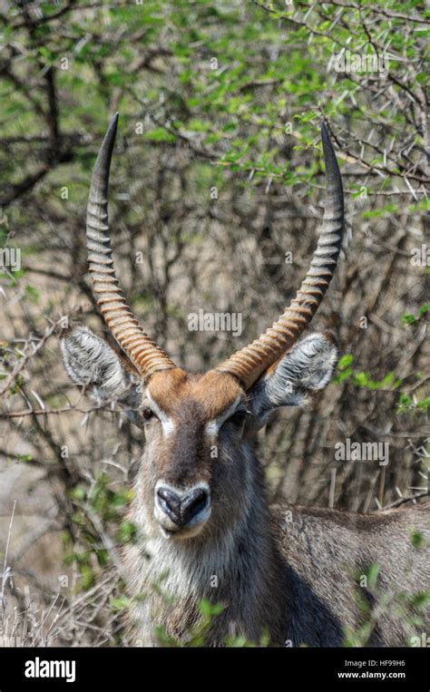 Nyala (Tragelaphus angasii), a medium-sized, spiral-horned antelope, also called inyala, South ...